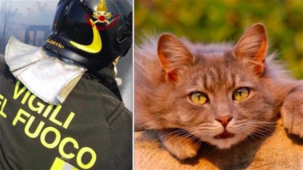 Arezzo: i Vigili del Fuoco si calano in una cisterna e salvano un gatto