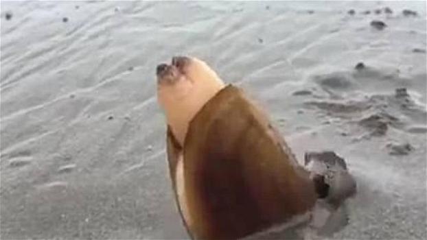 Poche persone hanno visto questo mollusco nella loro vita. Ecco la sua particolare caratteristica