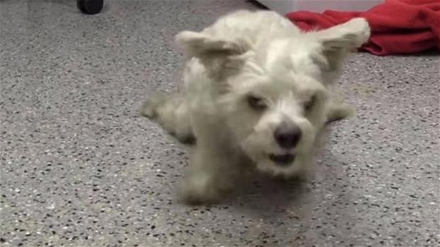 Questo piccolo cane è stato abbandonato perché disabile. La sua vecchia “famiglia” dovrebbe vederlo ora