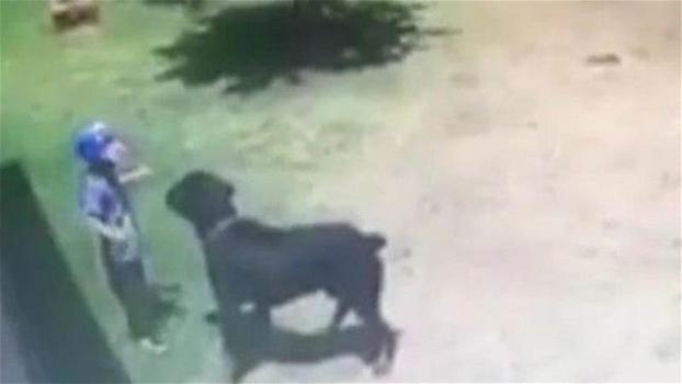 Rottweiler attacca un bimbo di 3 anni. Le telecamere riprendono quel momento scioccante!