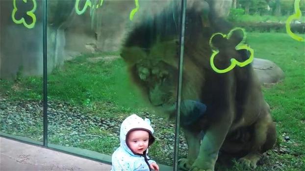 Un bimbo si avvicina al vetro per guardare il leone. La reazione del felino fa sussultare i genitori