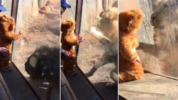 Portano un bimbo allo zoo vestito da cucciolo di leone. Il felino si comporta come se fosse uno di loro