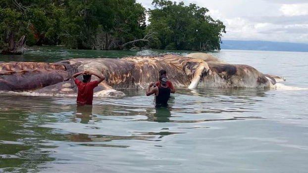 Indonesia: trovati i resti di una misteriosa creatura marina. Le sue dimensioni sono scioccanti!