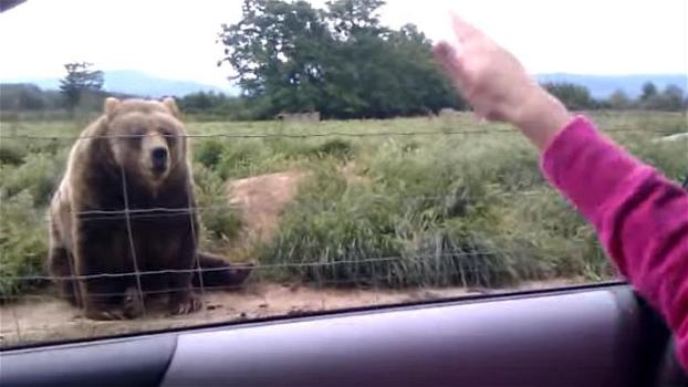 Chiede all’amico di riprenderla mentre saluta l’orso. Quello che accade è del tutto inaspettato