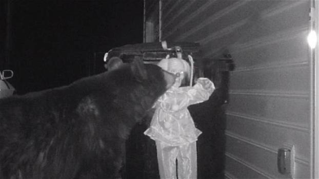 Un orso assalta il bidone della spazzatura. Poi si accorge che c’è qualcuno a fare la guardia
