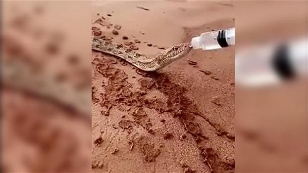 Trova un serpente nel deserto e decide di aiutarlo. Quello che fa per il rettile è sorprendente