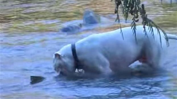 Un uomo lascia giocare il suo cane nel fiume. Quello che fa poco dopo lascia tutti di stucco