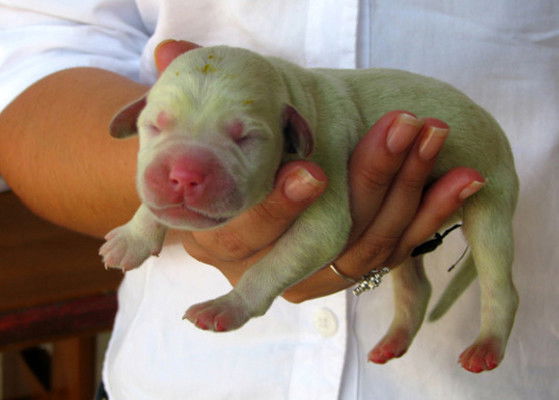 cucciolo-labrador-verde