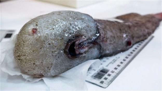 Pesce senza faccia risale dagli abissi austrialini dopo 144 anni