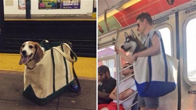 La metro di New York ammette solo i cani da borsetta: l’incredibile reazione