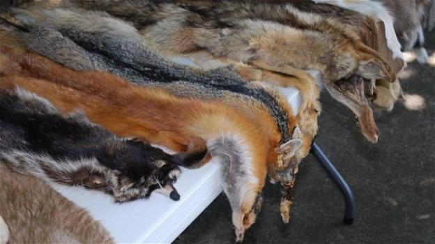 La Repubblica Ceca vieta l’allevamento di animali da pelliccia