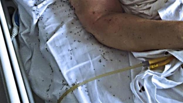 Napoli: paziente in un letto pieno di formiche. Ennesima denuncia