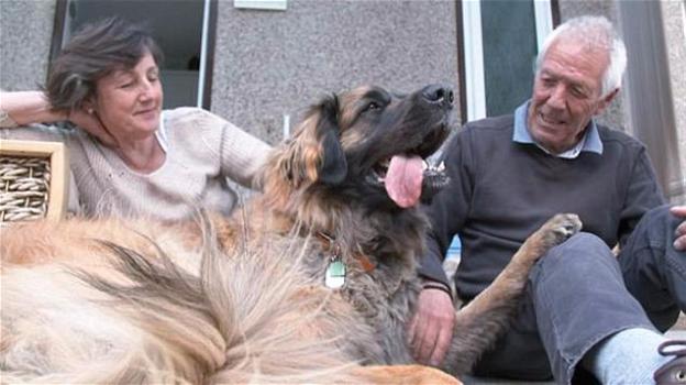 Cane con il cancro ottiene una zampa bionica per vivere ancora