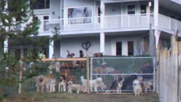 Un uomo adotta 45 cani. Ecco il momento in cui li lascia liberi nel giardino della nuova casa
