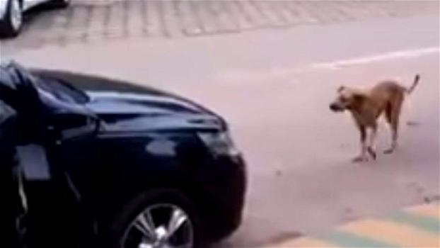 Un cane si avvicina all’auto con la radio accesa. La sua reazione vi farà ridere di gusto!