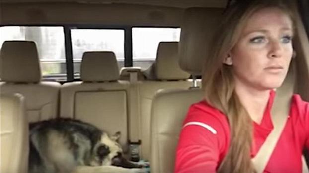 La donna canta in auto la sua canzone preferita. Quello che fa il cane poco dopo vi lascerà di stucco!