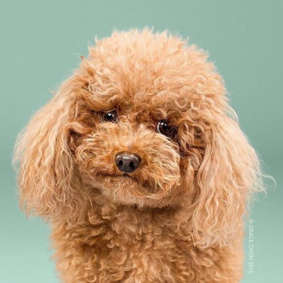 Ecco alcuni cagnolini prima e dopo la toelettatura. Il risultato finale è tenerissimo!