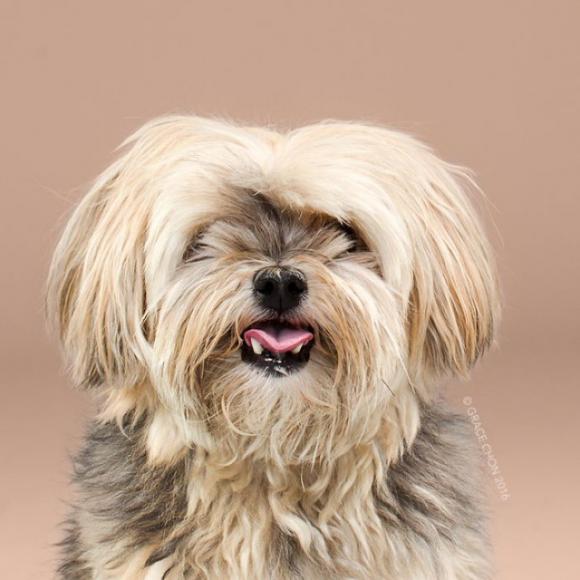Ecco alcuni cagnolini prima e dopo la toelettatura. Il risultato finale è tenerissimo!
