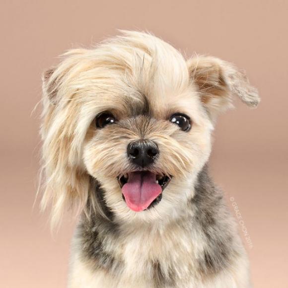 Ecco alcuni cagnolini prima e dopo la toelettatura. Il risultato finale è tenerissimo!