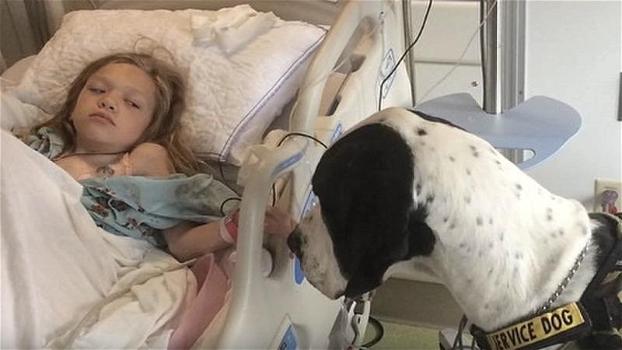 Il cane entra in ospedale e corre dalla sua padroncina. Quello che fa per lei è commovente!
