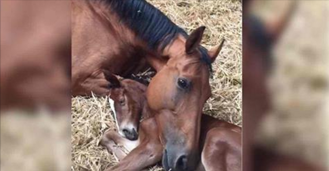 Il puledro muore durante il parto e la cavalla è inconsolabile. Poi i veterinari hanno una stupenda idea