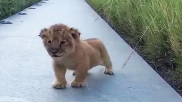 Questo cucciolo di leone non si regge nemmeno in piedi. Provate a non ridere quando sentirete la sua voce