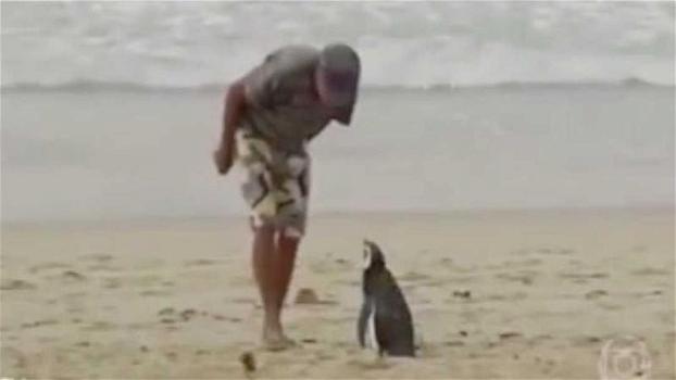 Un uomo salva un pinguino che stava per morire. Non avrebbe però immaginato una simile riconoscenza