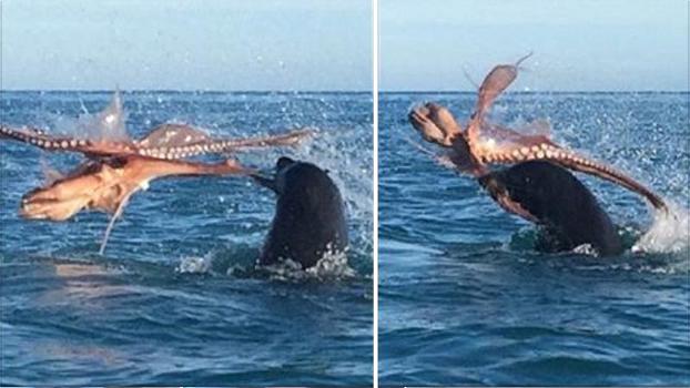 Un polpo gigante attacca una foca. Ecco la loro epica lotta all’ultimo sangue
