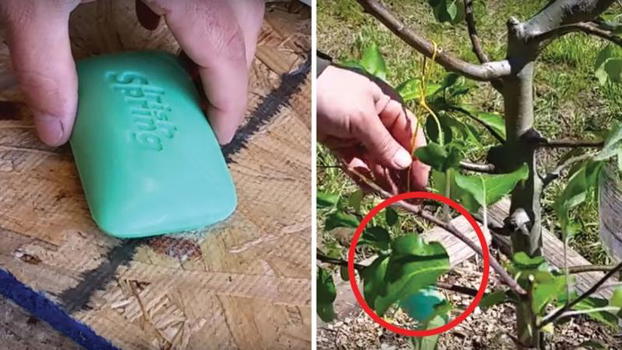 Taglia le saponette a metà e le appende in giardino. Ecco un trucco geniale per la cura dell’orto