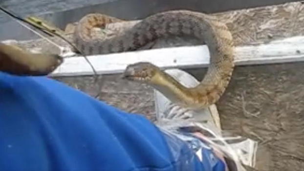 Un grosso serpente esce dall’acqua e si dirige verso l’uomo. Quello che accade vi stupirà