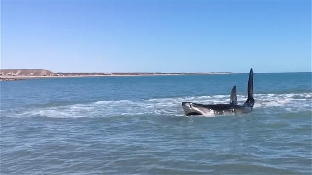 Un grosso squalo bianco si avvicina a pochi metri dalla riva. Un uomo riprende quel momento terrificante