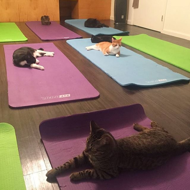 gatti-yoga