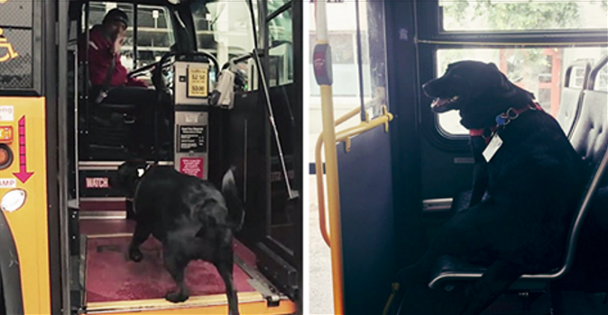 Ogni giorno questa cagnolona prende il bus da sola per andare al parco!