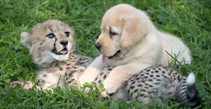 Questi ghepardi sono così timidi che lo zoo ha dato loro dei cani per il supporto psicologico!