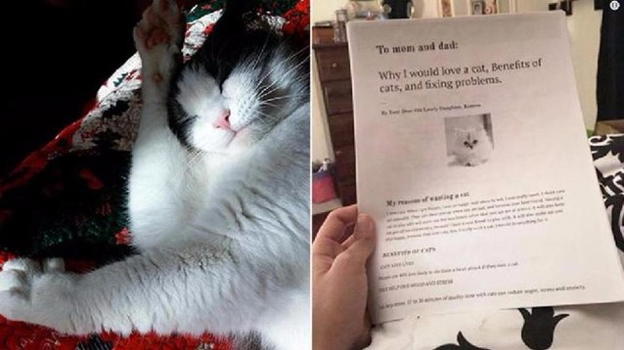 Una bambina scrive sei pagine di lettera per avere un gatto