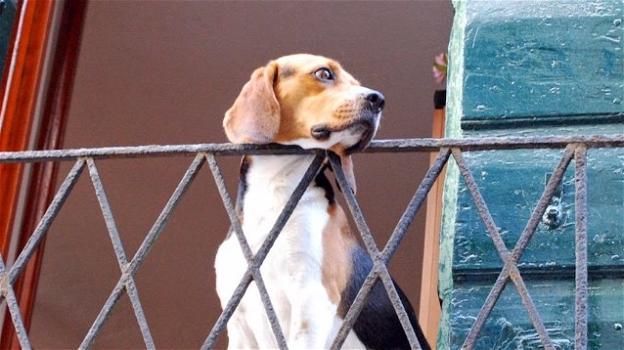 "SOS cane sul balcone": il nuovo servizio per soccorrere gli animali