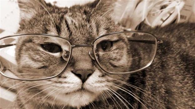 Incredibile, un gatto firmò alcune ricerche di fisica