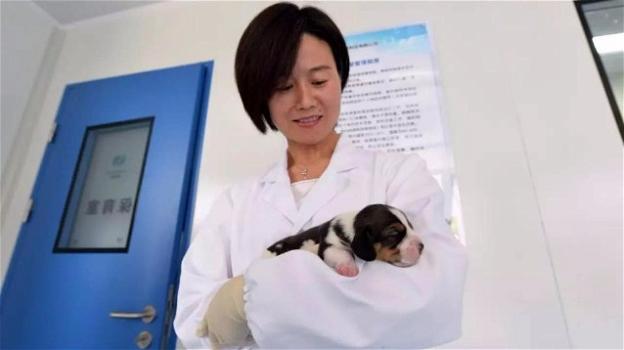 Scienziati cinesi clonano il primo cane con l’ingegneria genetica