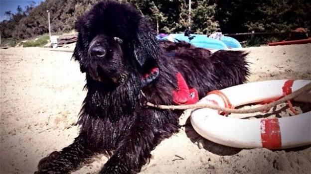 Cane bagnino ha salvato 26 persone nel corso degli anni