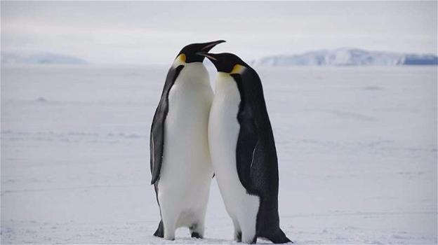 Rischio di estinzione per i pinguini imperatore in Antartide