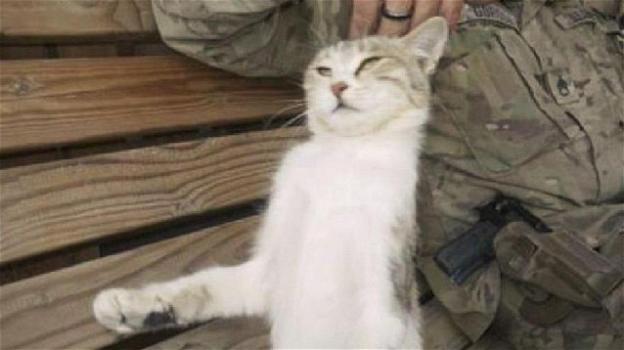 Soldato salva un gatto in Afghanistan e lo riporta in America
