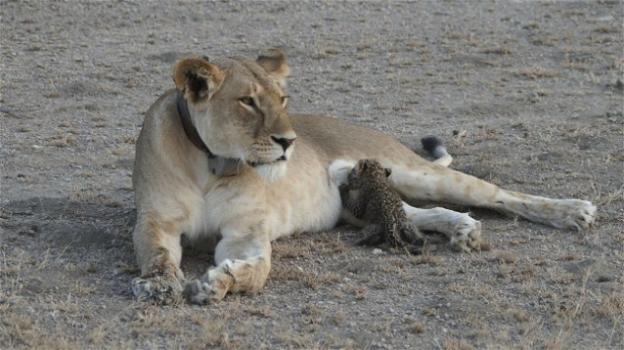 Tanzania: mamma leonessa allatta un cucciolo di leopardo