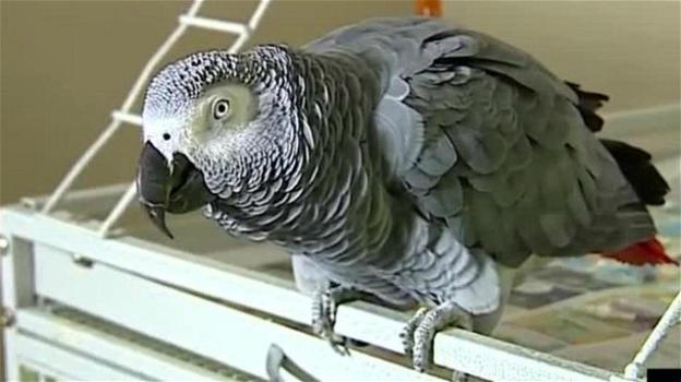 Gli avvocati coinvolgono un pappagallo in un caso di omicidio