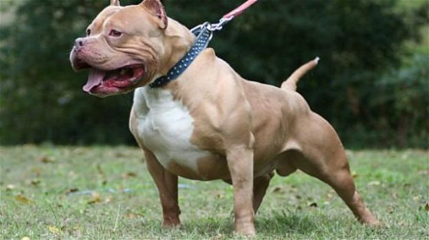 Pitbull scappa al parco: uccide un cagnolino e ferisce una bambina