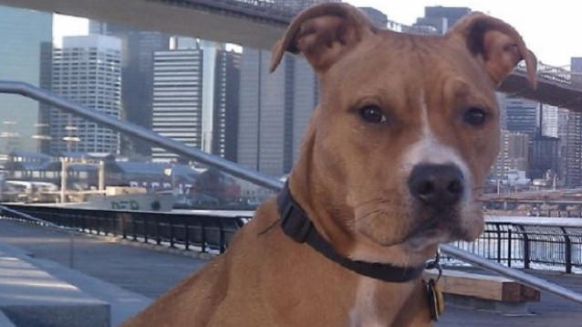 Erice: pitbull solo in casa dopo l’arresto del padrone