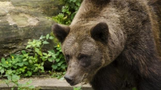 Un orso in Abruzzo è entrato in una casa: ecco cosa è successo