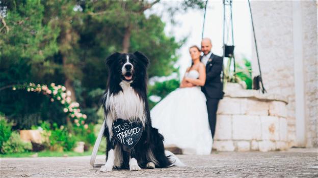 Un cane con tre zampe fa da paggetto a un matrimonio