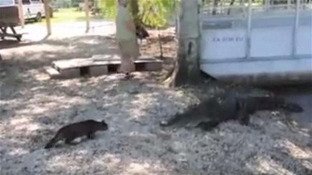 Un gatto sfida un alligatore. Quello che accade è del tutto inaspettato