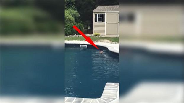 Nota uno strano animale in piscina. Quando capisce che non è un cane, decide di riprendere la scena!