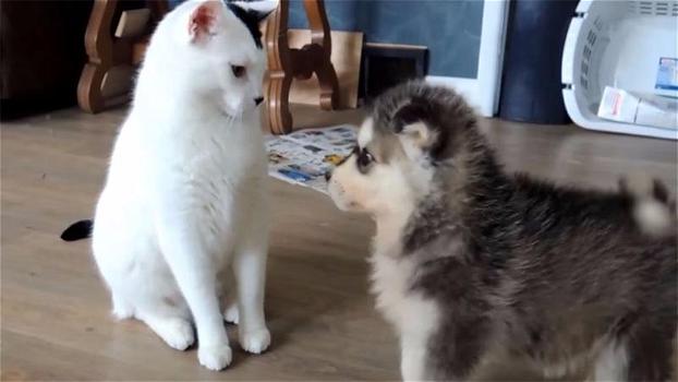 Dei cagnolini di 6 settimane incontrano un gatto. La pazienza del felino è sorprendente!